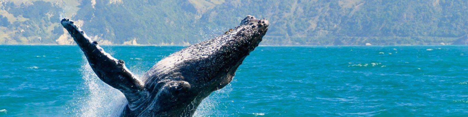 airlie beach weather in july whales