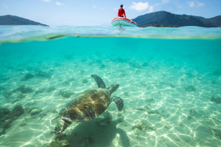 Half-submerged view of a turtle swimming underwater and a person kayaking above.