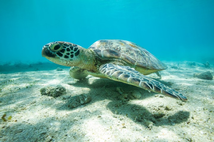 Sea turtle swimming underwater over sandy seabed.
