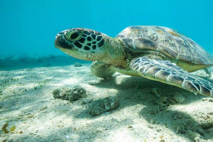 a turtle swimming under water
