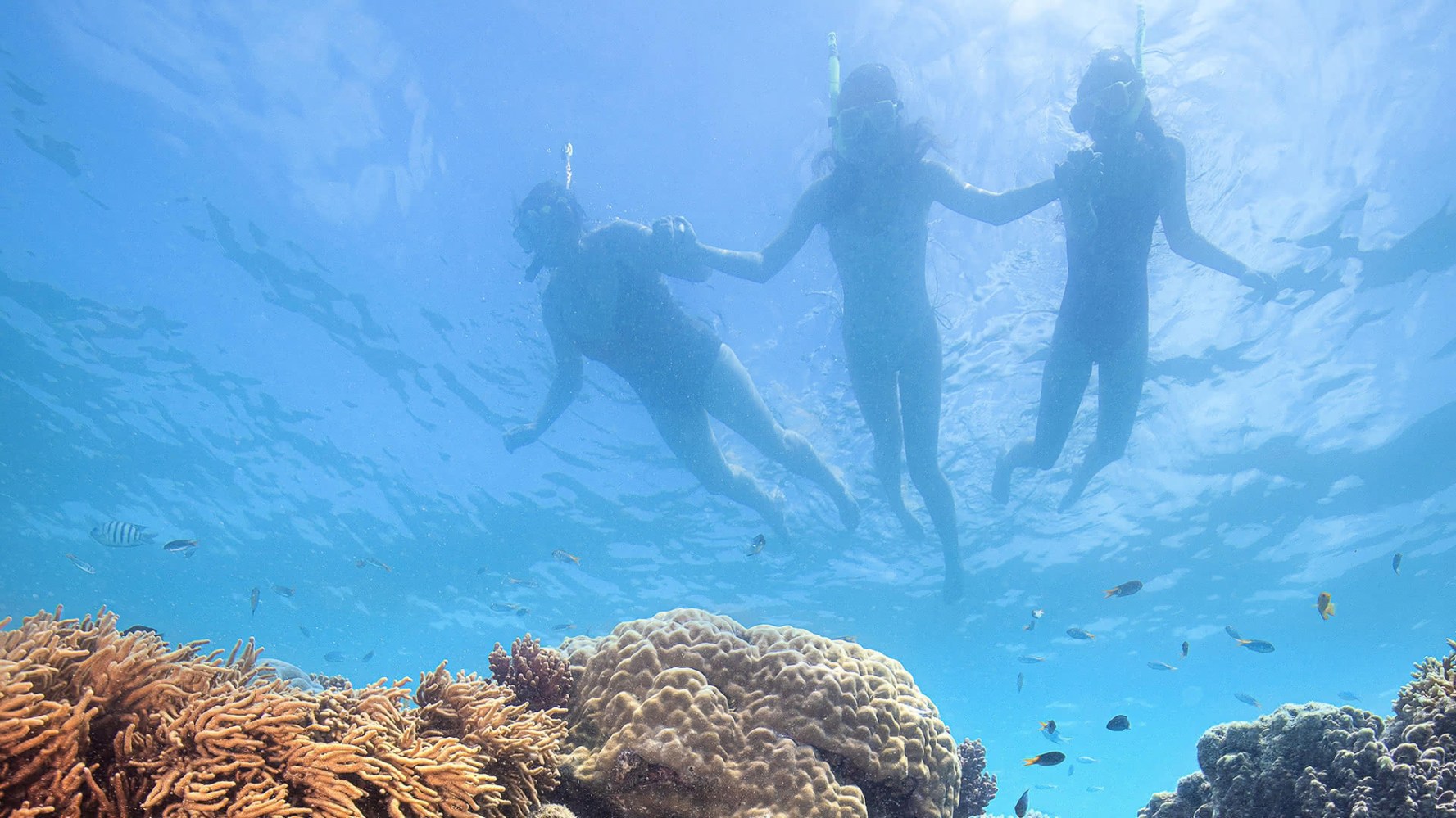 A group of snorkellers explores the vibrant Great Barrier Reef, floating above colourful staghorn and brain corals with parrotfish, a green sea turtle, and clownfish. Sunlight streams through clear blue water, highlighting rich marine life and creating shimmering reflections on the sandy sea floor.