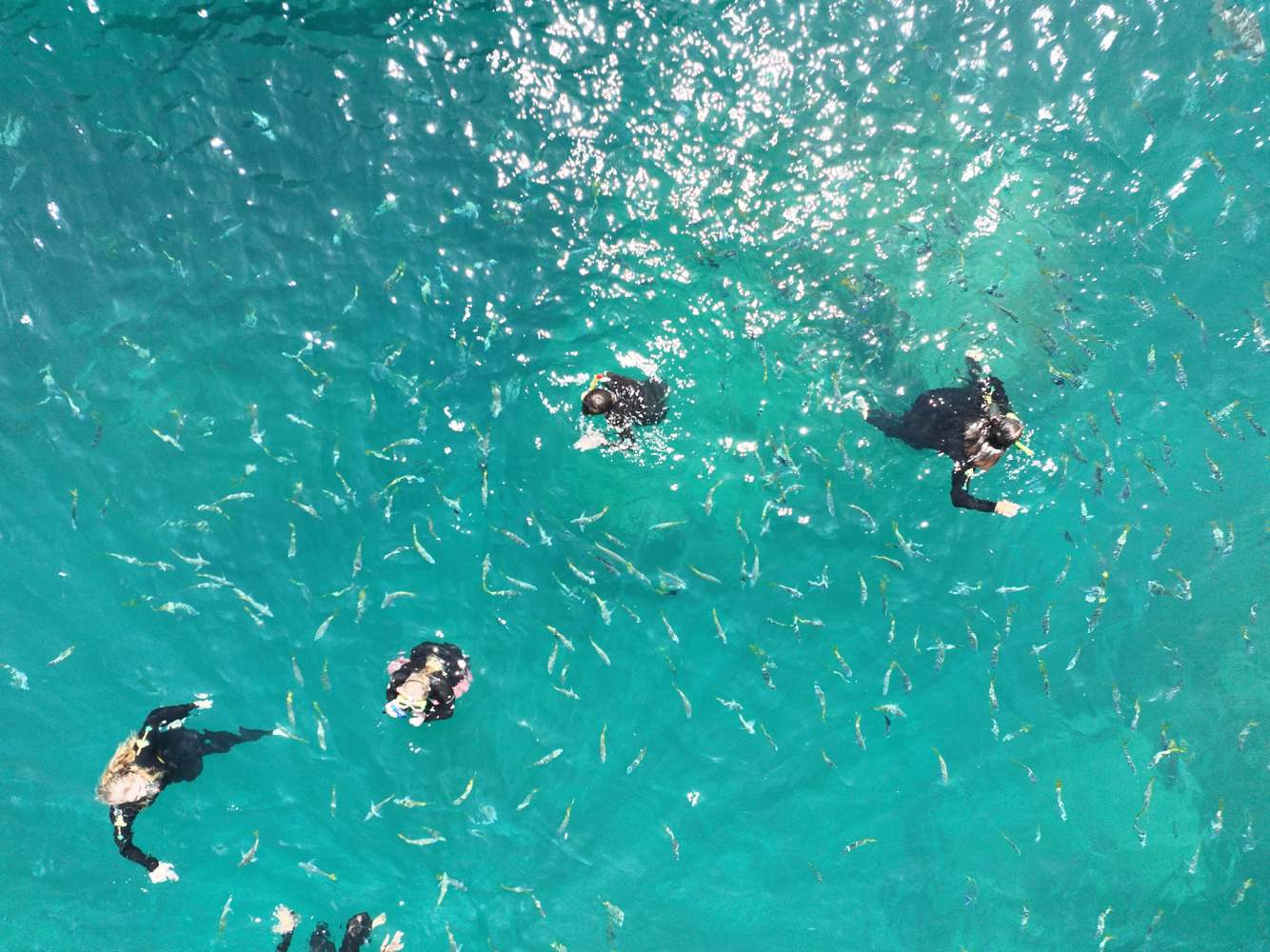 Four people snorkeling in clear turquoise water with fish visible.