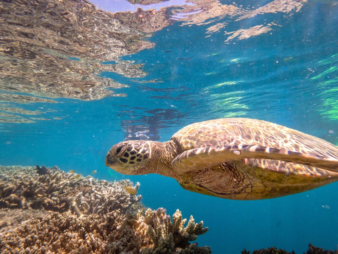 Snorkeling with a Sea turtle swimming near coral in clear blue water at Hardy Reef in the Whitsundays.