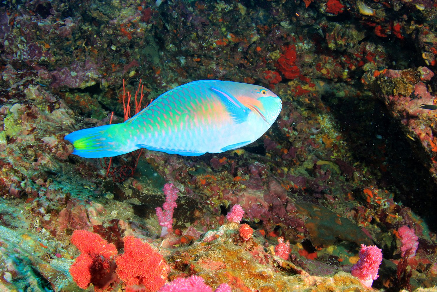 Colorful parrotfish swimming near a coral reef with pink and red corals in the whitsundays