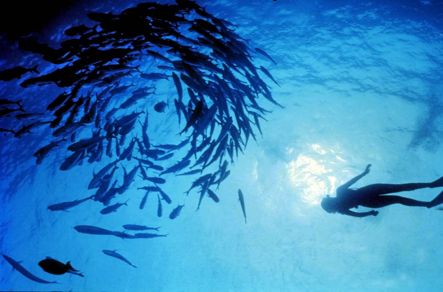 Silhouette of a girl snorkelling near a swirling school of trevelly underwater but bright sun beams filtering through the aqua clear water.
